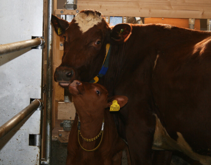 I forskningsprosjektet SmartCalfCare kunne kua besøke kalven sin så mange ganger hun ville for å kose og gi kalven melk I forskningsprosjektet SmartCalfCare kunne kua besøke kalven sin så mange ganger hun ville for å kose og gi kalven melk