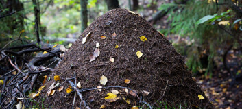 Hvordan begynner maurene å bygge maurtua?