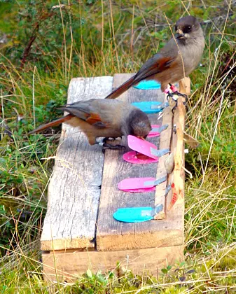 Et eksperiment med lavskriker, som forskerne trekker inn i den nye studien. En voksen fugk venter ved matbrettet til avkommet har tatt mat. Foreldrene er tolerante mot unge fugler de er i slekt med, selv i et eksperiment, ifølge forskerne.