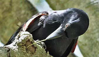 Krokene er mer effektive enn rette pinner når kråkene skal fiske etter larver under barken på trær. Og kortnebbkråkene lager krokene selv, ifølge en 2017-studie i tidsskriftet Current Biology.