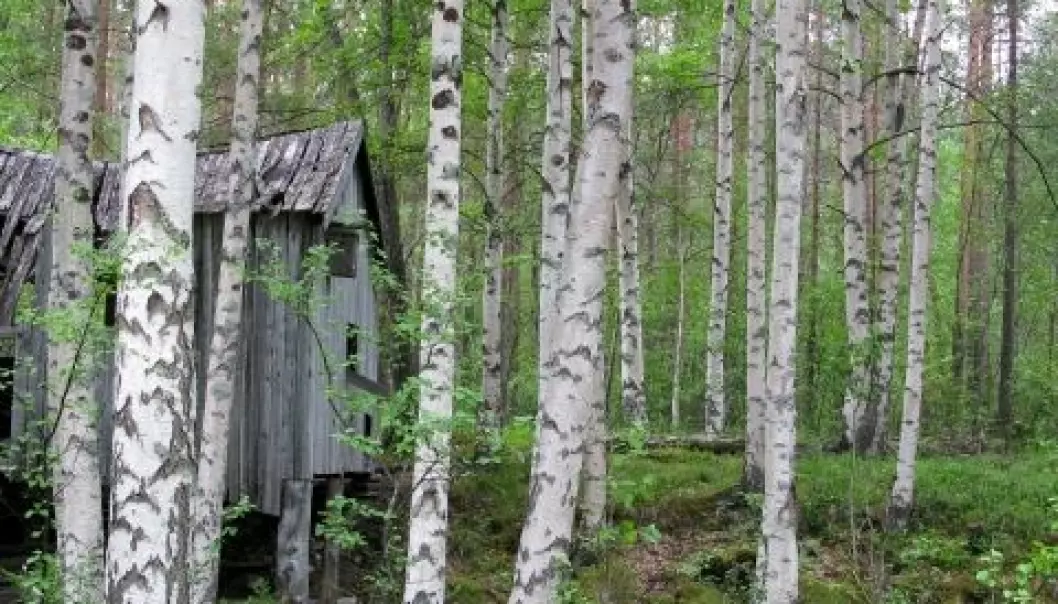 Skogen brer om seg i Nordland