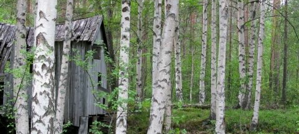 Hengebjørk (Betula pendula) fra Saltdal kommune i Nordland. Arne Steffenrem, Skog og landskap