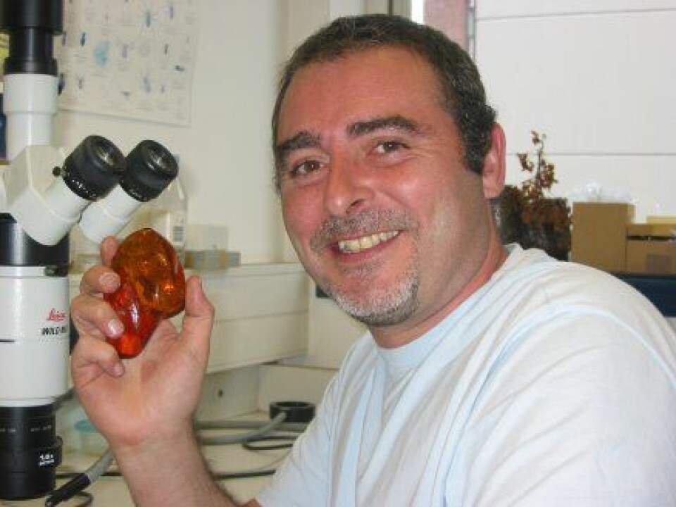 'David Penney holder et stykke rav med en fossil edderkopp inni. (Foto: Ghent University i Belgia).'