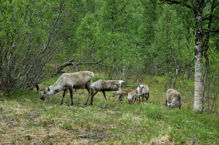 Samla sett er utmarksbeitet i Troms det beste ein kan finne i noko fylke i Noreg. Heile 25 prosent er klassifisert til beste beiteklasse. Simler med kalvar på førsommarbeite, Lakselvdalen i Balsfjord. (Foto: Per K. Bjørklund/Skog og landskap) Samla sett er utmarksbeitet i Troms det beste ein kan finne i noko fylke i Noreg. Heile 25 prosent er klassifisert til beste beiteklasse. Simler med kalvar på førsommarbeite, Lakselvdalen i Balsfjord. (Foto: Per K. Bjørklund/Skog og landskap)