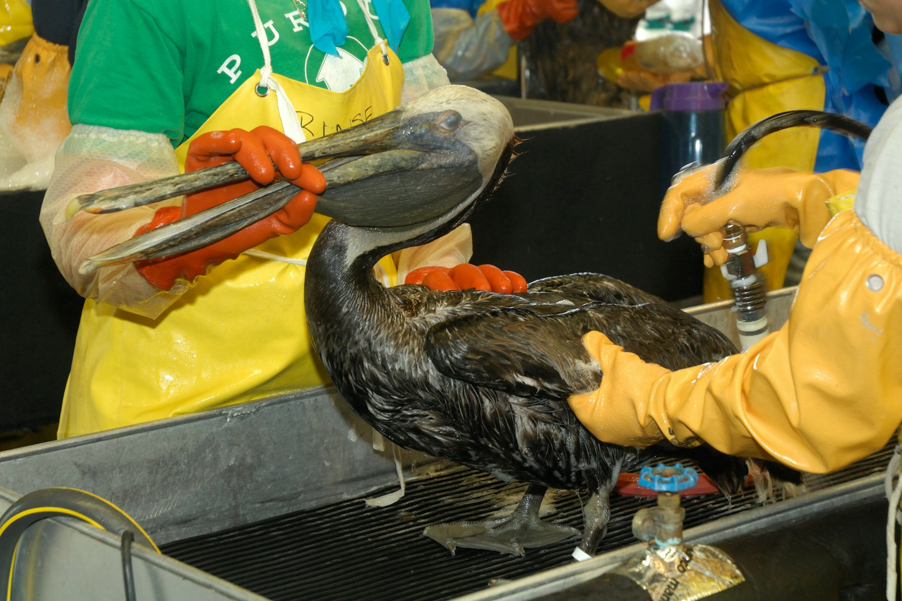 The oil spill from the Deepwater Horizon accident affected marine life and hundreds of birds, like this pelican.