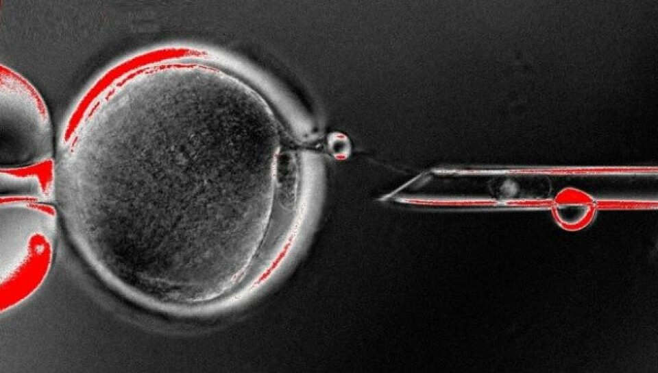 Forskere ved Oregon medisinske universitet oppnådde i år å dyrke fram stamceller ved kloning av mennesker. (Foto: OHSU)