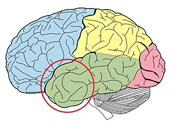 Fremre tinninglapp huser blant annet hippocampus, som er viktig for vår kortidshukommelse. Det var i dette området forskerne undersøkte den elektrisk aktiviteten. Fremre tinninglapp huser blant annet hippocampus, som er viktig for vår kortidshukommelse. Det var i dette området forskerne undersøkte den elektrisk aktiviteten.