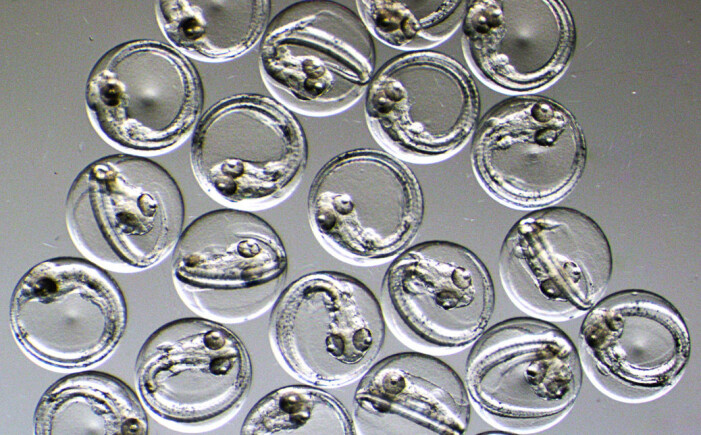 Torskeembryo inne i eggene sine. Torskeembryo inne i eggene sine.