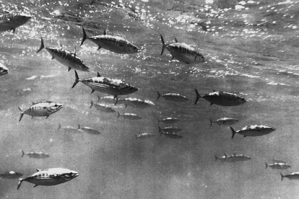 Dette er en stim med Bukstripet bonitt, en type tunfisk og en svært vanlig kommersiell utnyttet fiskeart. Dette er en stim med Bukstripet bonitt, en type tunfisk og en svært vanlig kommersiell utnyttet fiskeart.
