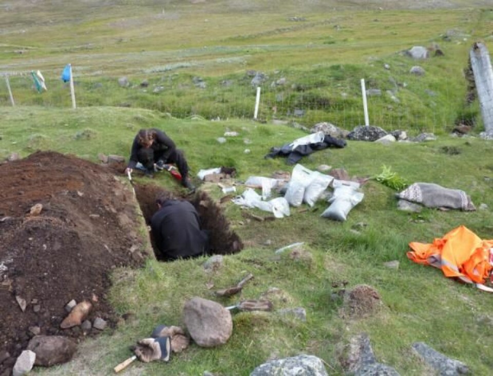 Utgraving i møddingen ved ruingruppe Ø35 på Grønland. Peter Steen Henriksen i hullet, samt arkeolog Caroline Polke Hansgaard. I en av prøveposene på kanten ligger de restene av bygg forskerne fant. (Foto: Inge Kjær Kristensen)