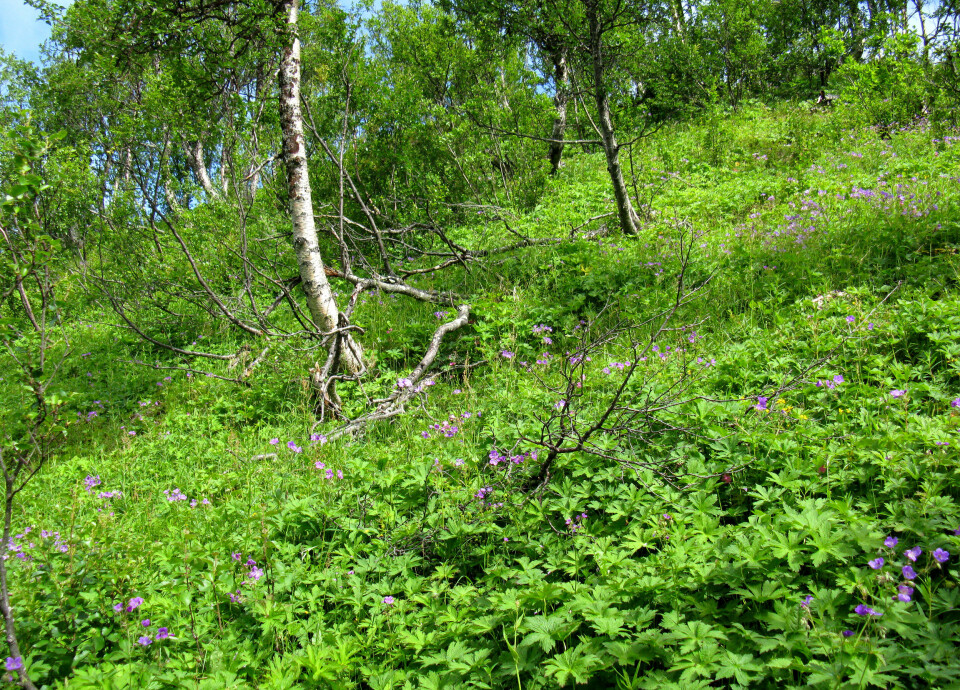 Særmerkt for skogen i Troms er den store andelen av engbjørkeskog. Det er den vanlegaste vegetasjonstypen i skog, og dannar nær 27 prosent av skogarealet og 10 prosent av totalarealet i fylket. (Foto: Per K. Bjørklund/Skog og landskap)