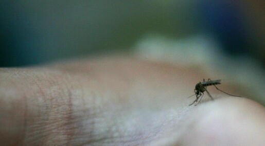 Myggekspert: Trolig mer mygg i år enn normalt