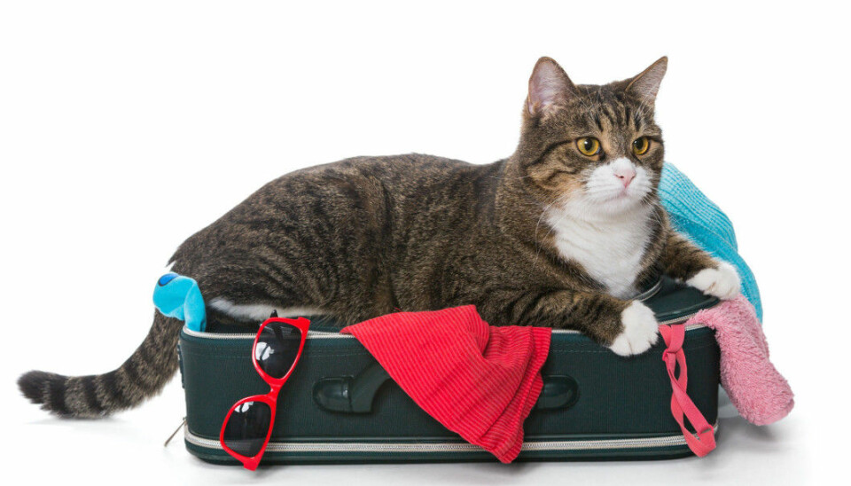 Selv om mange katter elsker å legge seg i kofferter, er det ikke sikkert at de har så lyst til å reise på ferie.