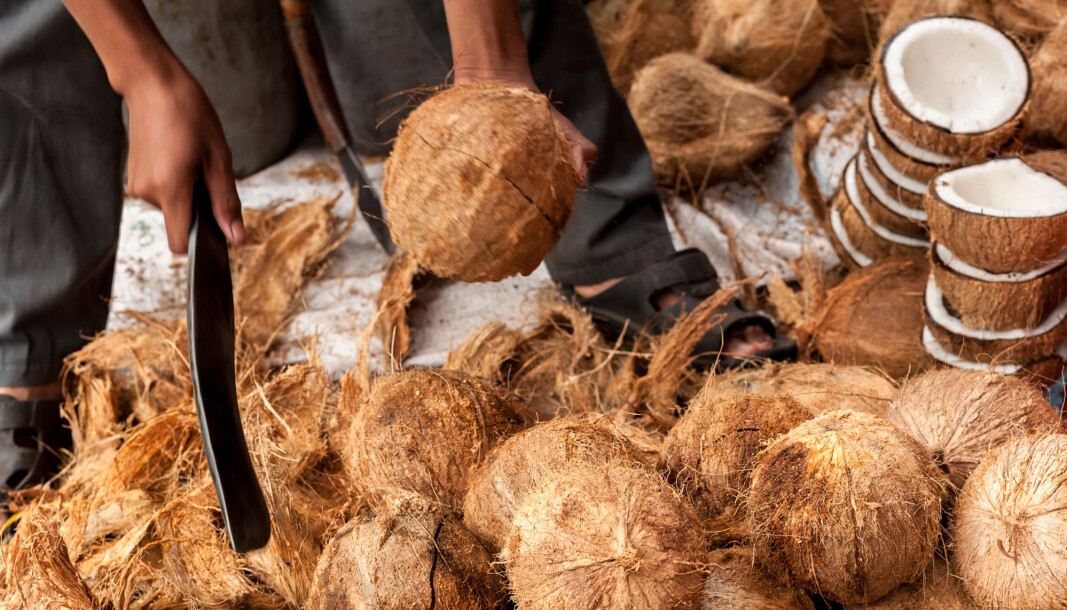 New research finds that coconut production threatens a lot more endangered species than initially thought. New research finds that coconut production threatens a lot more endangered species than initially thought.