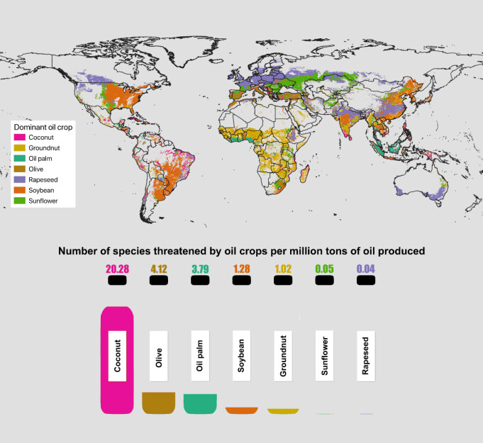 Global map showing the dominant oil crop per grid-cell. Oil levels in the bottles represents the number of species threatened by each oil crop per million tons of oil produced. Global map showing the dominant oil crop per grid-cell. Oil levels in the bottles represents the number of species threatened by each oil crop per million tons of oil produced.