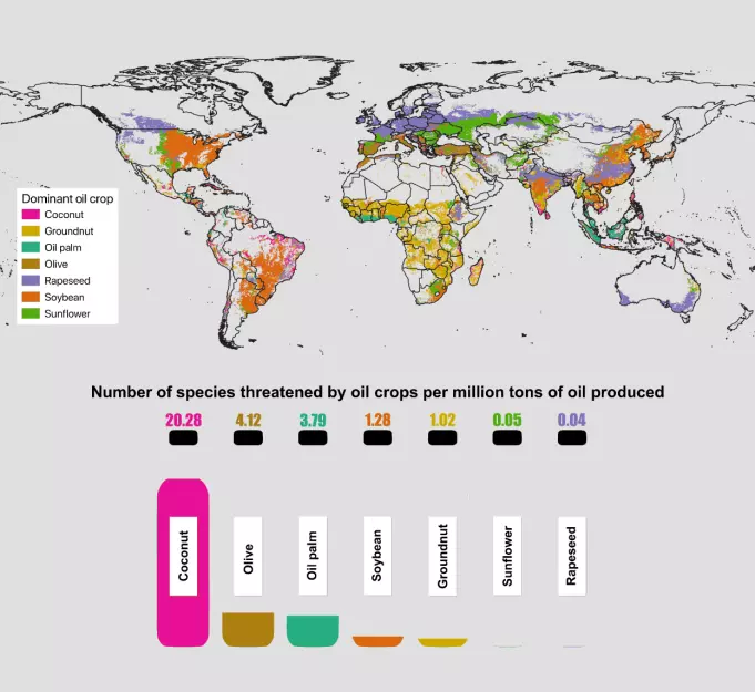 Global map showing the dominant oil crop per grid-cell. Oil levels in the bottles represents the number of species threatened by each oil crop per million tons of oil produced.