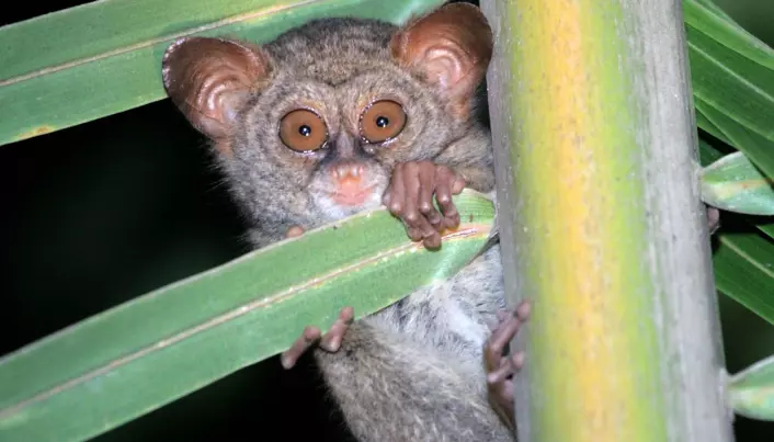 The Sangihe Tarsier is one of the species that is threatened by deforestation and clearing of ground vegetation for coconut production.