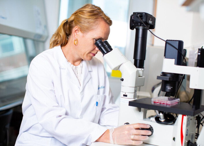 Scientist Tone-Kari Østbye studies fat cells under a microscope. Scientist Tone-Kari Østbye studies fat cells under a microscope.