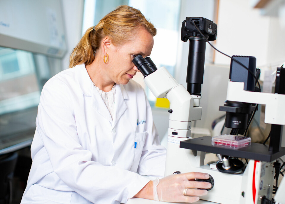 Scientist Tone-Kari Østbye studies fat cells under a microscope.