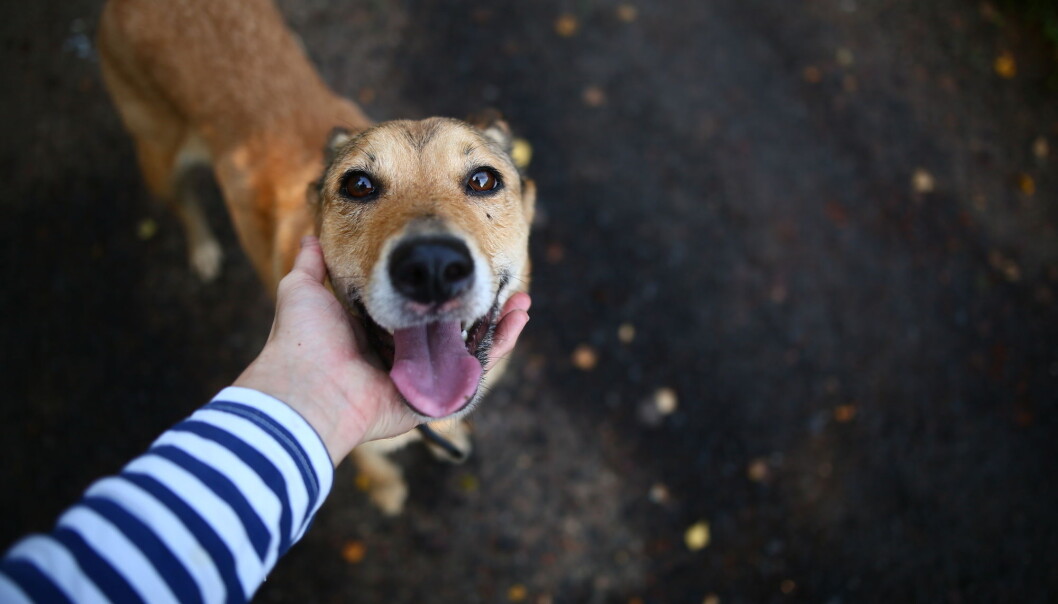 Hunden din: Først er den eldre enn du trodde, og så yngre enn du trodde, ifølge en ny studie. Hunden din: Først er den eldre enn du trodde, og så yngre enn du trodde, ifølge en ny studie.