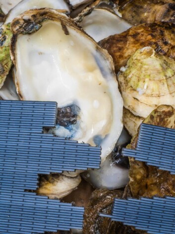 Dette bildet viser den kunstige beinkonstruksjonen (blått) som ligger inntil innsiden av ekte perlemor, et beinlignende materiale som finnes i en rekke bløtdyr. (Foto: Graham Bratzel/Maccachuttes Institute of Technology) Dette bildet viser den kunstige beinkonstruksjonen (blått) som ligger inntil innsiden av ekte perlemor, et beinlignende materiale som finnes i en rekke bløtdyr. (Foto: Graham Bratzel/Maccachuttes Institute of Technology)