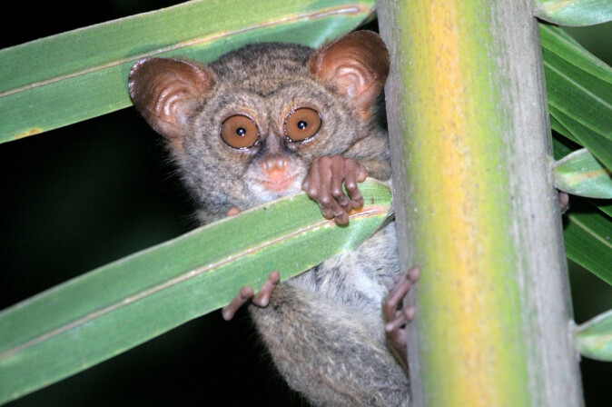 <i>Sangihe tarsier</i> – en type spøkelsesape som trues av avskoging på grunn av dyrking av kokospalme. <i>Sangihe tarsier</i> – en type spøkelsesape som trues av avskoging på grunn av dyrking av kokospalme.