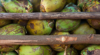 Kokosnøtt – et større miljøproblem enn tidligere antatt