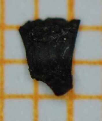 Kornakset er bare et par millimeter på hvert ledd og veier ikke mer enn et tiendedel milligram – ikke desto mindre er funnet en arkeologisk sensasjon. (Foto: Peter Steen Henriksen) Kornakset er bare et par millimeter på hvert ledd og veier ikke mer enn et tiendedel milligram – ikke desto mindre er funnet en arkeologisk sensasjon. (Foto: Peter Steen Henriksen)