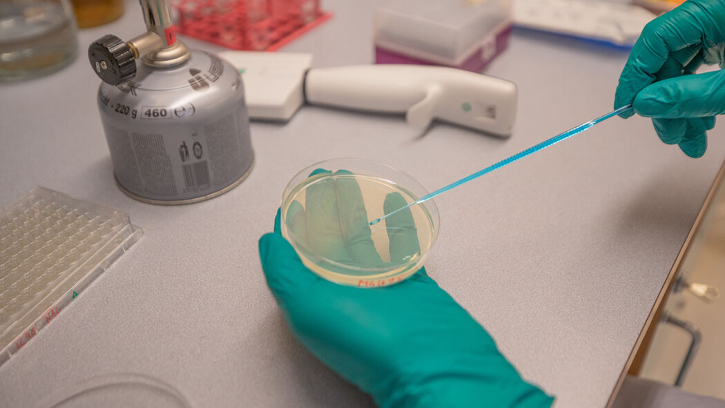 – Dette er en helt ny oppdagelse. Vi funnet noe som har blitt oversett innen biologien til nå, forteller forsker Vidar Sørum fra lab-benken ved UiT Norges arktiske universitet. – Dette er en helt ny oppdagelse. Vi funnet noe som har blitt oversett innen biologien til nå, forteller forsker Vidar Sørum fra lab-benken ved UiT Norges arktiske universitet.