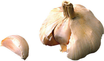 "Hvitløk er en av naturmidlene Trondheimsforskerne undersøker. I tillegg står disse på sjekklista: johannesurt, valerian, gingko biloba, solhatt, hestekastanje, salvie, aloe vera, misteltein, grønn te, rosenrot og noni-juice. Videre gransker forskerne produktene Natto-K2 (soyaprodukt med K2-vitamin), Agaricus (japansk soppekstrakt), LZX-A (Nelumbo nucifera gaertn), QTJ (Sinomenium acutum), SQZG (Panex notoginseng) og YHS (Rhizome corydalis). " "Hvitløk er en av naturmidlene Trondheimsforskerne undersøker. I tillegg står disse på sjekklista: johannesurt, valerian, gingko biloba, solhatt, hestekastanje, salvie, aloe vera, misteltein, grønn te, rosenrot og noni-juice. Videre gransker forskerne produktene Natto-K2 (soyaprodukt med K2-vitamin), Agaricus (japansk soppekstrakt), LZX-A (Nelumbo nucifera gaertn), QTJ (Sinomenium acutum), SQZG (Panex notoginseng) og YHS (Rhizome corydalis). "
