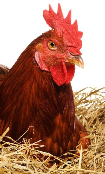 Ei høne med stor kam er som regel bedre istand til å legge drøssevis med egg en høner med mindre hodepynt. (Foto: Colourbox) Ei høne med stor kam er som regel bedre istand til å legge drøssevis med egg en høner med mindre hodepynt. (Foto: Colourbox)