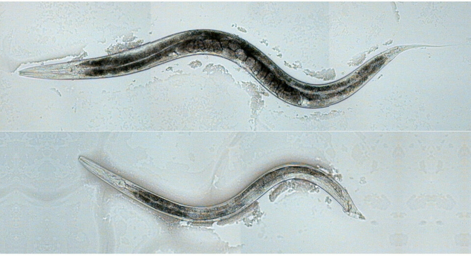 'Marken øverst i bildet er en hermafroditt og har både mannlige og kvinnelige kjønnsorganer, mens den nederste er en hann. Bilde: Jamie White, University of Utah.'