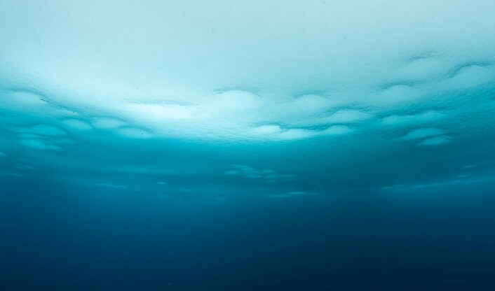 Fra undersiden ser smeltedammene lyse ut, mens isen rundt er mørkere – de fungerer som vinduer gjennom isen. (Foto: Peter Leopold)