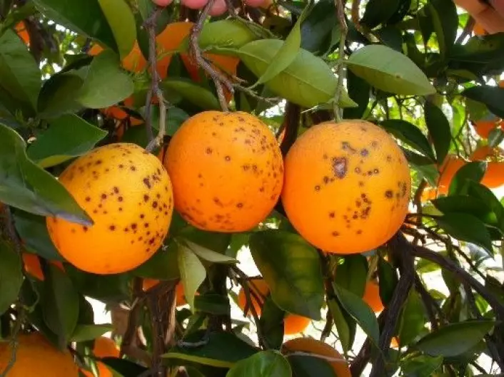 Appelsiner med sitrussvartflekk. (Foto: Antonio Vincent)