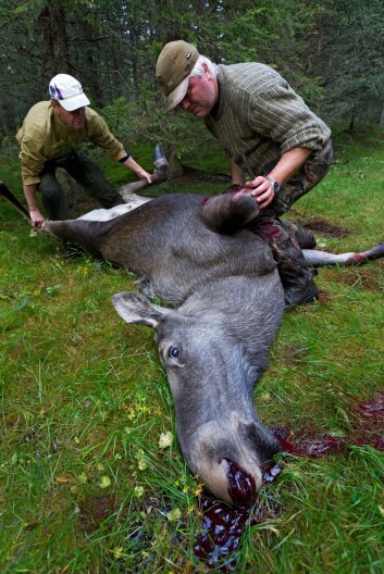 Turister betaler gjerne godt for å få være med på det mange vil kalle høstens vakreste eventyr, elgjakta. Både i Norge og i Sverige satses det stadig mer på denne type naturbasert turisme. ( Foto: Erlend Haarberg/Samfoto) Turister betaler gjerne godt for å få være med på det mange vil kalle høstens vakreste eventyr, elgjakta. Både i Norge og i Sverige satses det stadig mer på denne type naturbasert turisme. ( Foto: Erlend Haarberg/Samfoto)
