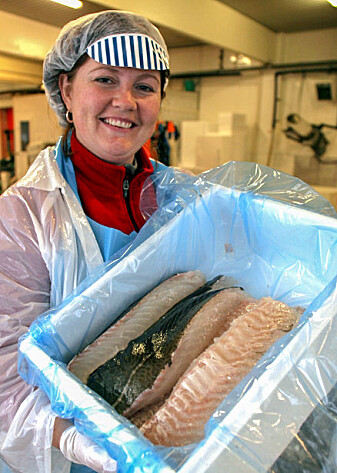Her har jeg skåret filet av flott torsk i forbindelse med et forskningsprosjekt. Her har jeg skåret filet av flott torsk i forbindelse med et forskningsprosjekt.