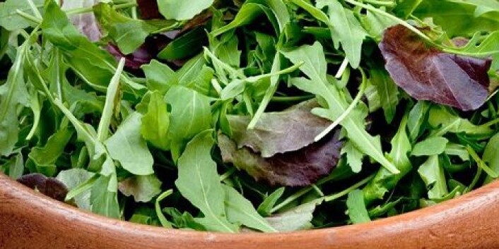 I Norge dyrkes to typer ruccola. Den mest populære typen er mest mottakelig for bladskimmel. Foto: Shutterstock I Norge dyrkes to typer ruccola. Den mest populære typen er mest mottakelig for bladskimmel. Foto: Shutterstock