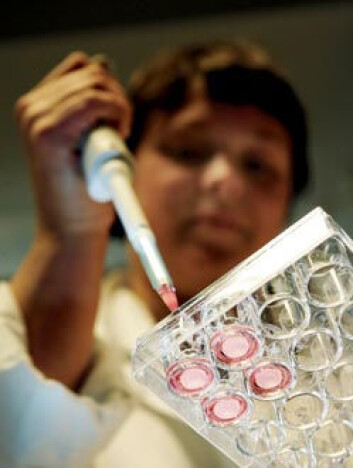 "NTNU har utviklet et testsystem for å avdekke hvordan naturmidler og medisiner virker sammen. Målet for stipendiat Silje Engdal og resten av forskningsteamet er å få en systematisk oversikt over feltet. Foto: Gorm Kallestad/Scanpix/ NTNU Info" "NTNU har utviklet et testsystem for å avdekke hvordan naturmidler og medisiner virker sammen. Målet for stipendiat Silje Engdal og resten av forskningsteamet er å få en systematisk oversikt over feltet. Foto: Gorm Kallestad/Scanpix/ NTNU Info"