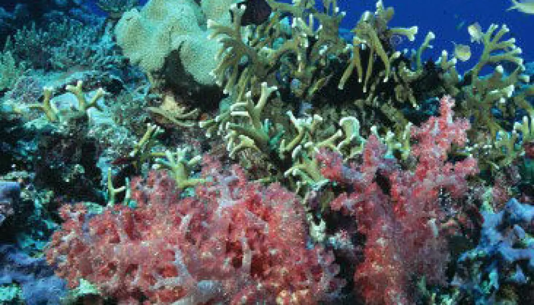 Korallrev klarar seg betre enn frykta