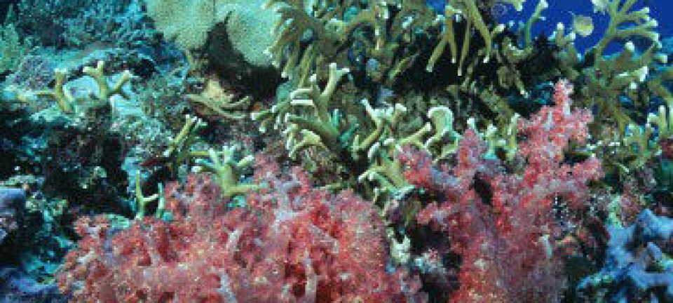 Ei omfattande studie av korallartar på Great Barrier Reef i Australia tyder på at trusselen frå klimaendringar og havforsuring ikkje er like ille som ein tidlegare har trudd. ARC Centre of Excellence