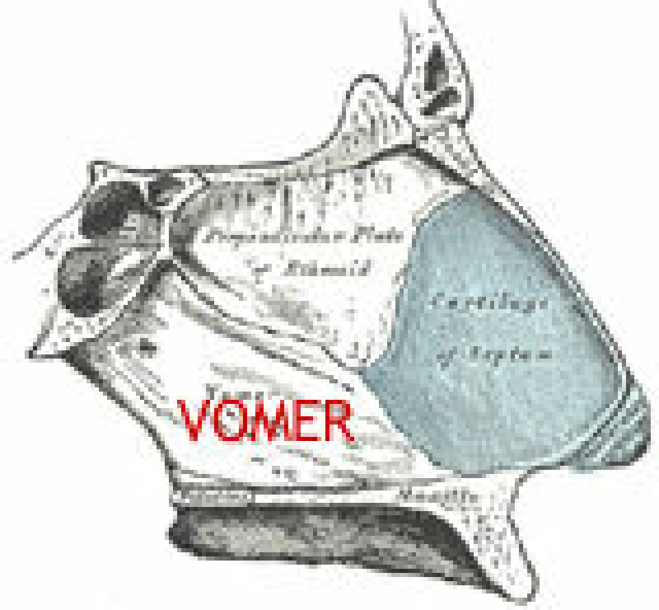 'Vomer eller ganebenet er stedet der restene av det vomeronasale organet sitter hos mennesket. Dette organet brukes til å fange opp feromoner hos mus og andre virveldyr.'