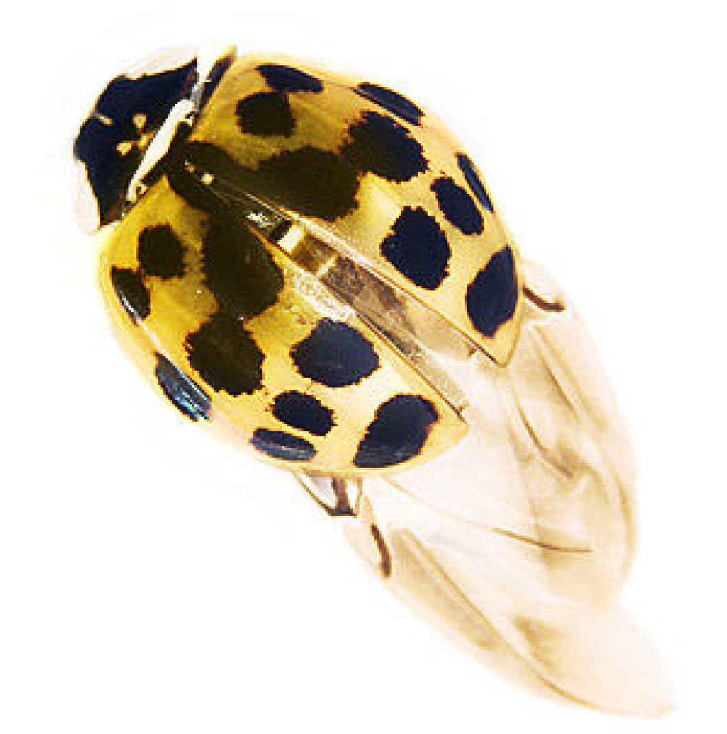 "Harlekinmarihøne (Harmonia axyridis)." "Harlekinmarihøne (Harmonia axyridis)."