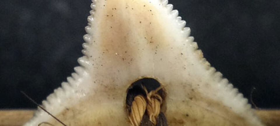 Nærbilde av tann fra sverd prydet med haitenner, Gilbertøyene. Drew et. al.: 'Shark Tooth Weapons...' i PLOS One 2013