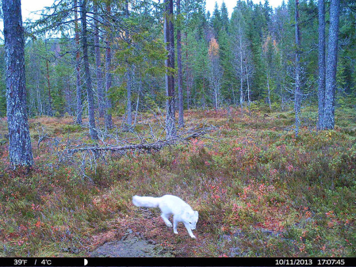 Dette bildet av det som kan være en fjellrev i nye omgivelser er tatt i en fotofelle i Steinkjer kommune. (Foto: Høgskolen i Nord-Trøndelag) Dette bildet av det som kan være en fjellrev i nye omgivelser er tatt i en fotofelle i Steinkjer kommune. (Foto: Høgskolen i Nord-Trøndelag)