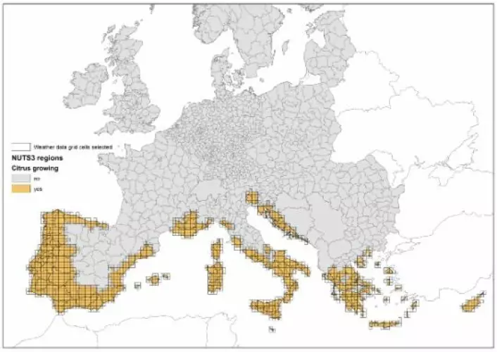 Det oransje på kartet viser de administrative enhetene i EU-land med sitrusproduksjon. Basert på disse administrative enhetene ble det valgt hvilke 25 km ruter med værdata som skulle inngå i simuleringene av infeksjonsforhold for sitrussvartflekk. (Foto: (Illustrasjon: Bioforsk))
