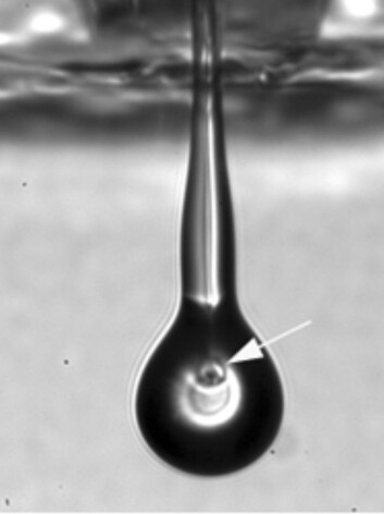 Blekkskriveren støter ut levende netthinneceller. (Foto: University of Cambridge) Blekkskriveren støter ut levende netthinneceller. (Foto: University of Cambridge)