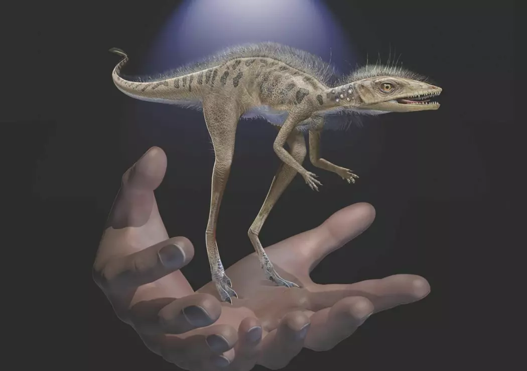 Kan slike små tasser ha vært forfedrene til Tyrannosaurus?