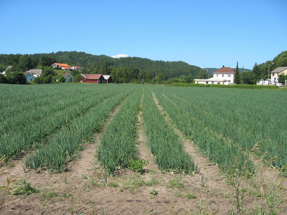 Bildet er fra Songdalen og viser grønnsaksdyrking på jord med god kvalitet. (Foto: Johnny Hofsten, Skog og landskap)