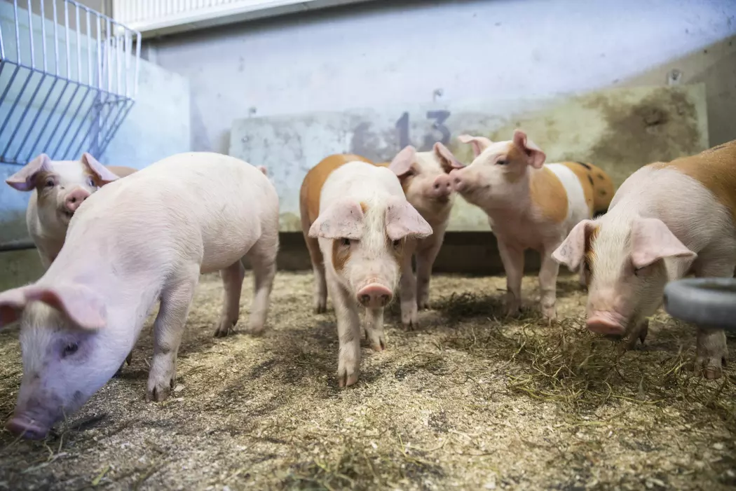 Kan kortreiste fôrråvarer til norsk gris gjøre oss mer selvforsynte?