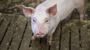 Sunnere griser med kortreist fôr